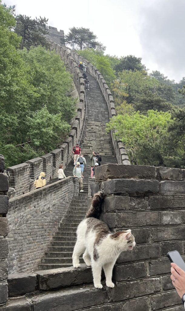 万里の長城の猫