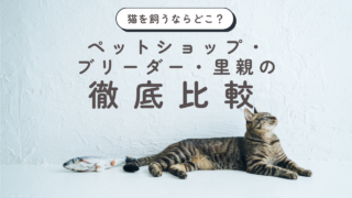 猫を飼うならどこ？ペットショップ・ブリーダー・里親の徹底比較