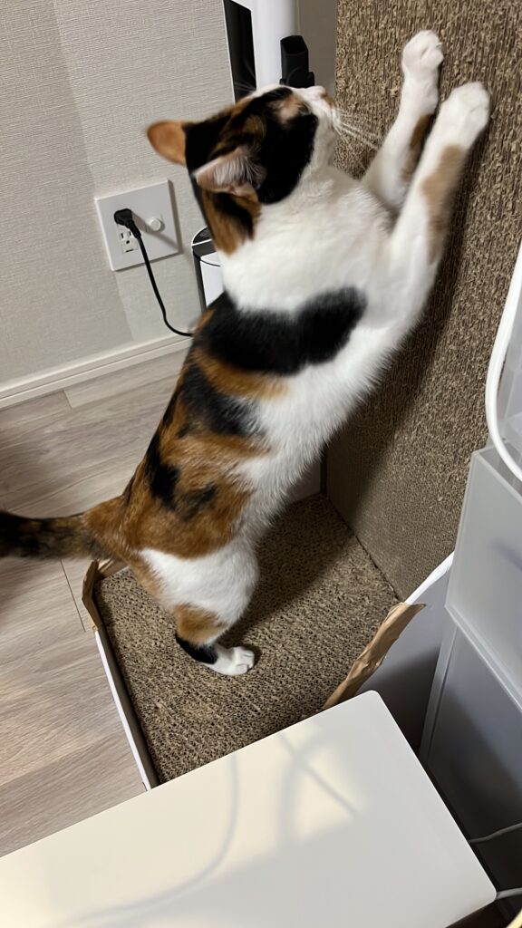 バリバリボード