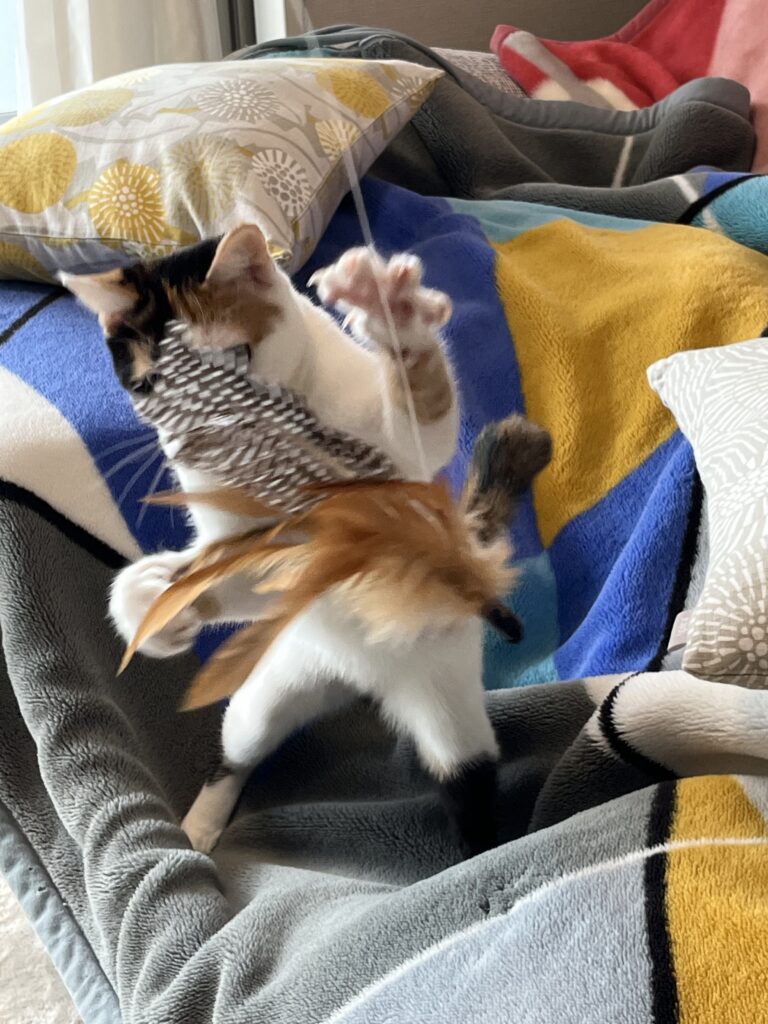 羽猫じゃらし