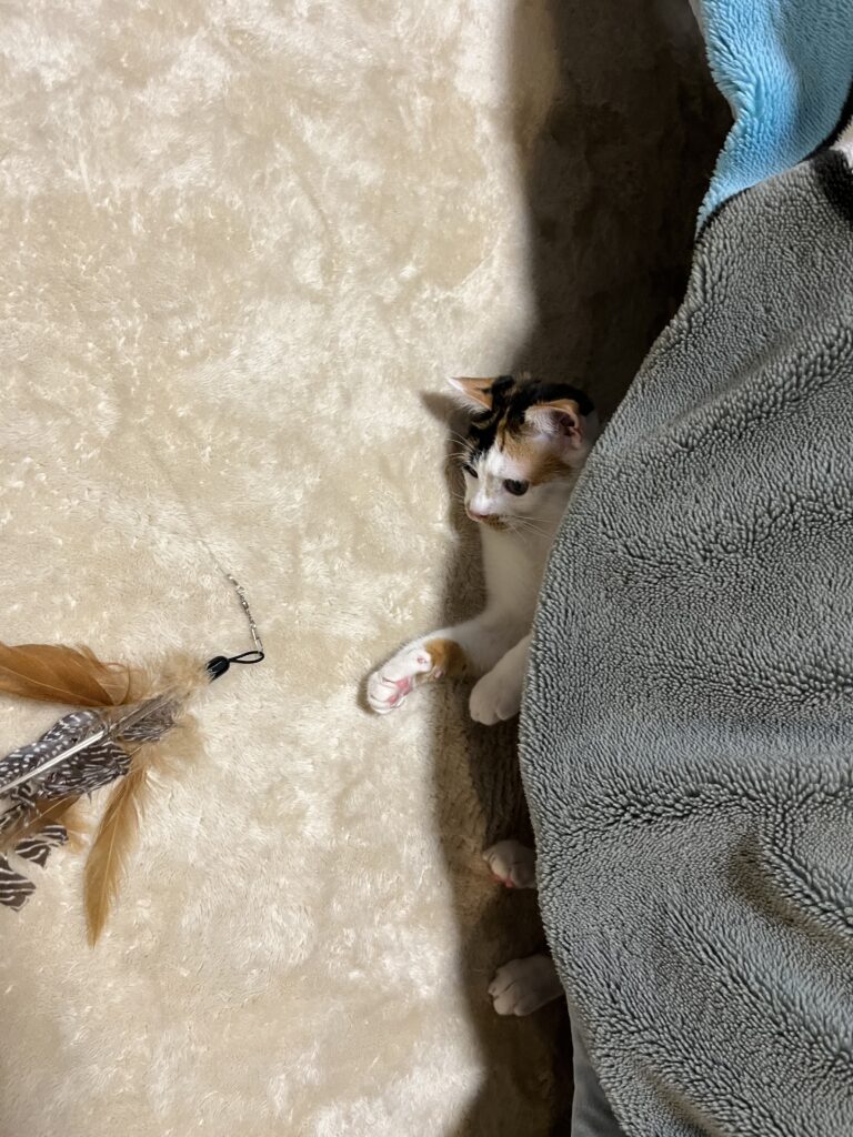 羽じゃらし