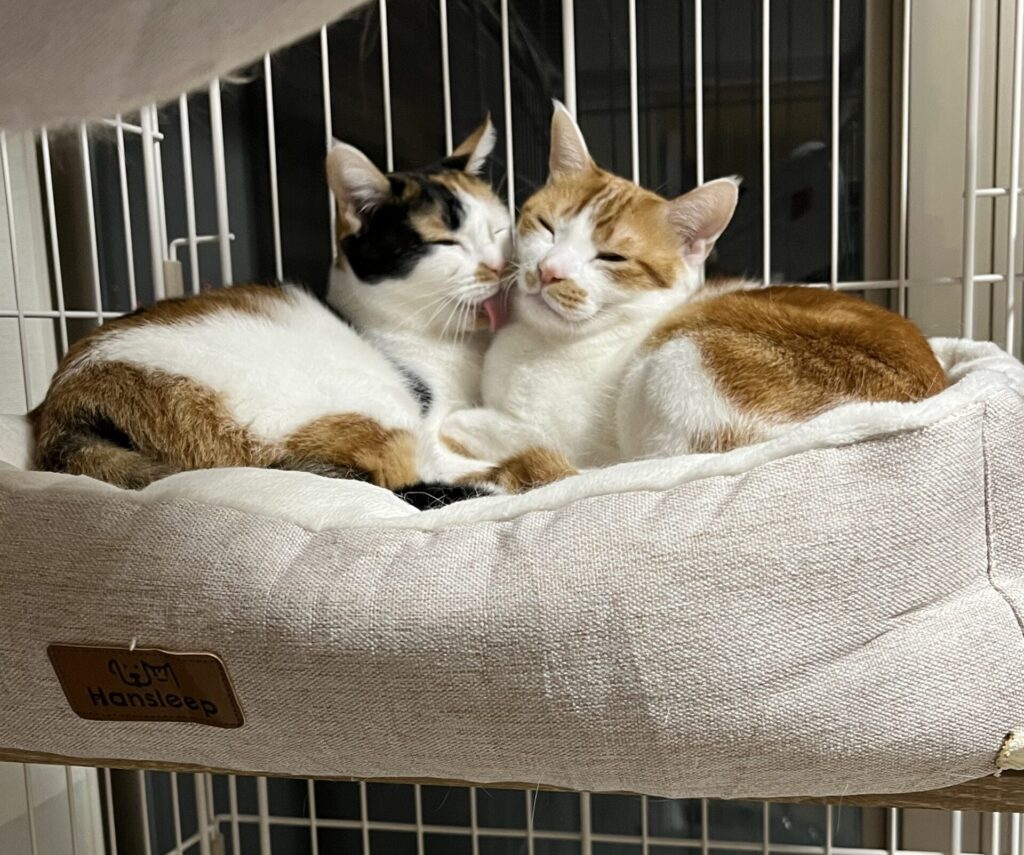 ペットベッド