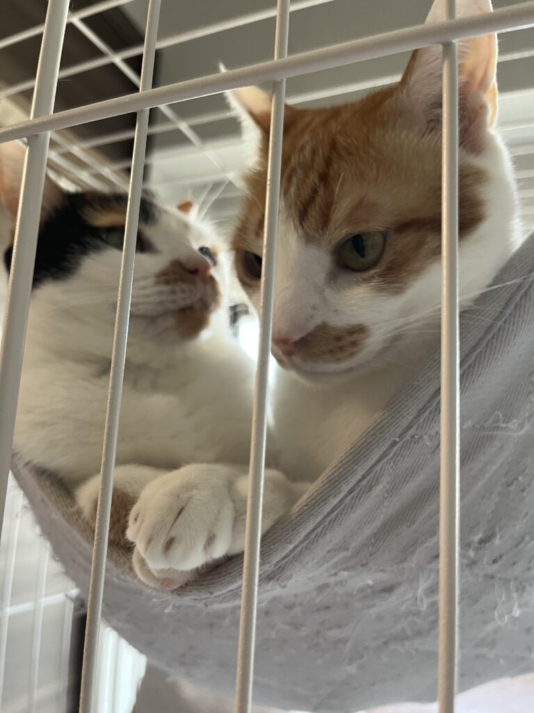 猫バスケット