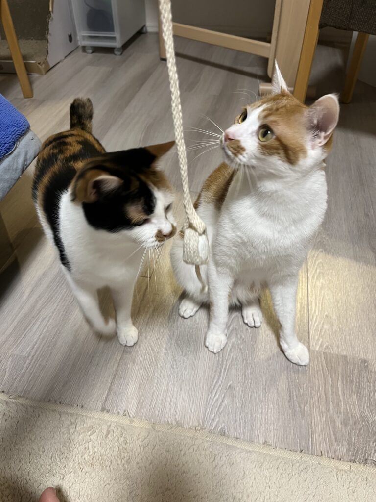 まゆ歯みがき