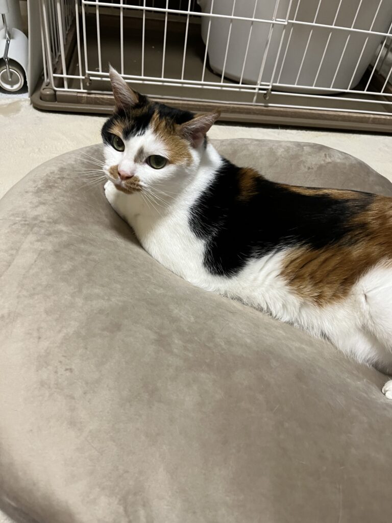 もちもちクッション