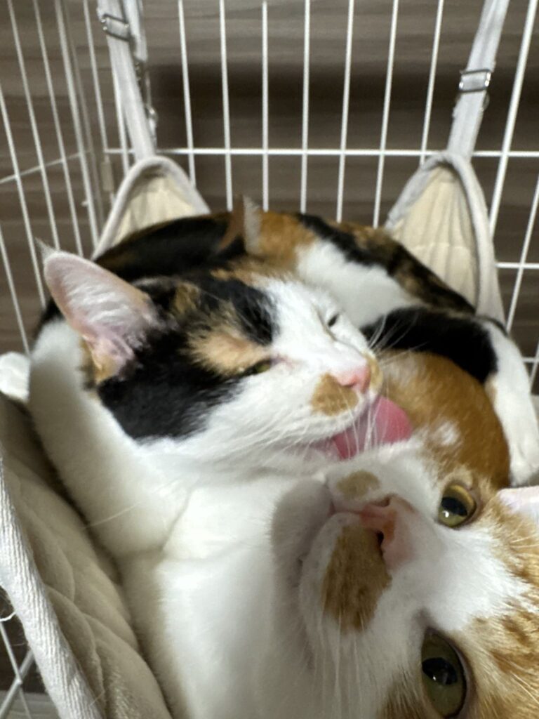 ハンモック